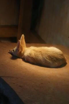 Fennec Fox - Vulpes zerda Foto stock