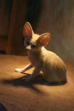 Fennec Fox - Vulpes zerda Stock Photos