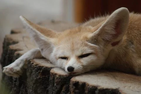 Fennec Fox - Vulpes zerda Stock Photos