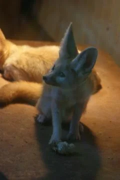 Fennec Fox - Vulpes zerda Stock Photos