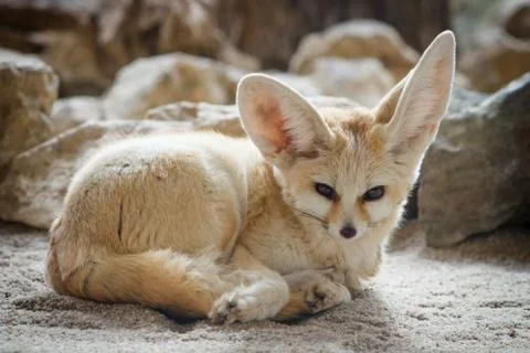 Fennec fox (Vulpes zerda) Stock Photos