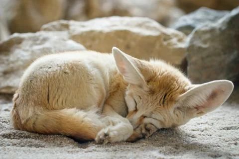 Fennec fox (Vulpes zerda) Stock Photos
