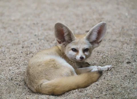 Fennec fox (Vulpes zerda) Foto stock