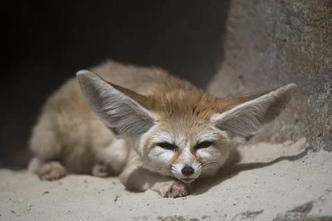 The Fennec Fox (Vulpes zerda). Stock Photos