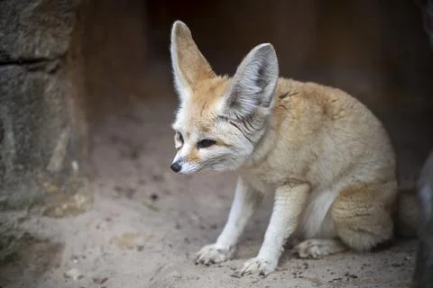 The Fennec Fox (Vulpes zerda). Stock Photos