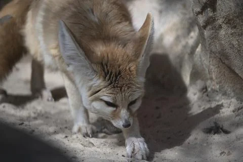 The Fennec Fox (Vulpes zerda). Stock Photos