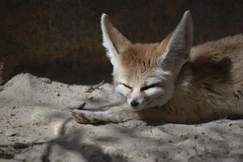The Fennec Fox (Vulpes zerda). Stock Photos