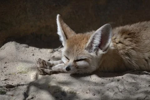 The Fennec Fox (Vulpes zerda). Stock Photos