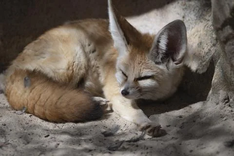 The Fennec Fox (Vulpes zerda). Stock Photos