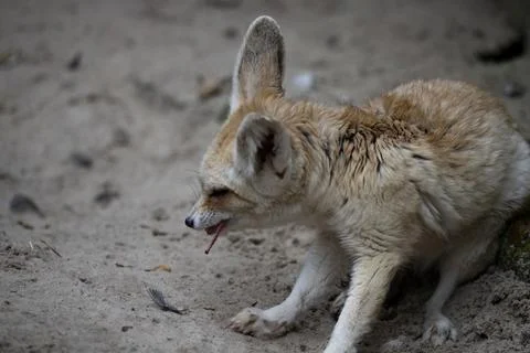 The Fennec Fox (Vulpes zerda). Stock Photos