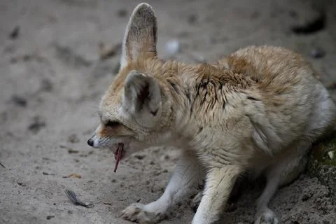 The Fennec Fox (Vulpes zerda). Stock Photos