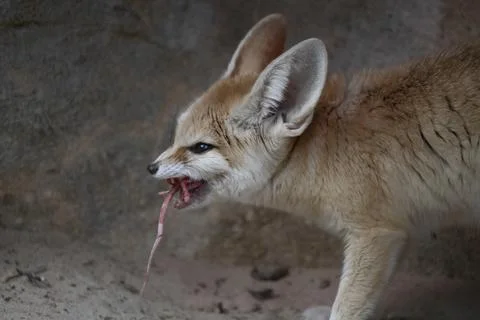 The Fennec Fox (Vulpes zerda). Stock Photos