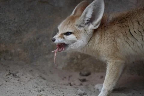 The Fennec Fox (Vulpes zerda). Stock Photos