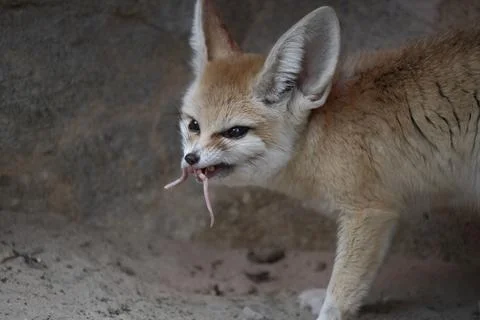 The Fennec Fox (Vulpes zerda). Stock Photos