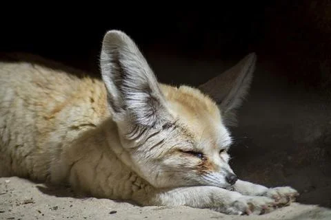 The Fennec Fox (Vulpes zerda). Stock Photos