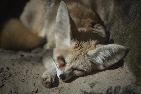 The Fennec Fox (Vulpes zerda). Stock Photos