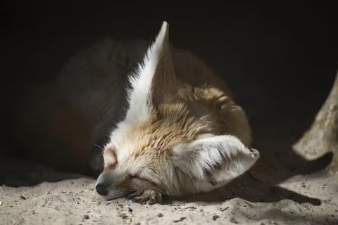 The Fennec Fox (Vulpes zerda). Stock Photos