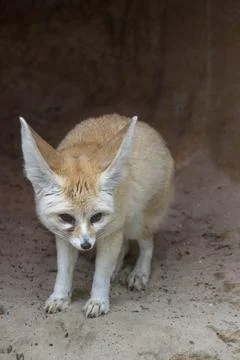 The Fennec Fox (Vulpes zerda). Stock Photos
