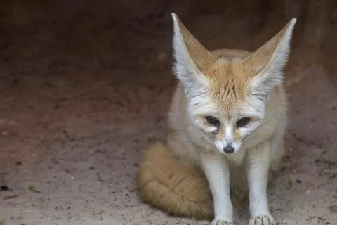 The Fennec Fox (Vulpes zerda). Stock Photos