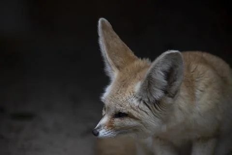 The Fennec Fox (Vulpes zerda). Stock Photos