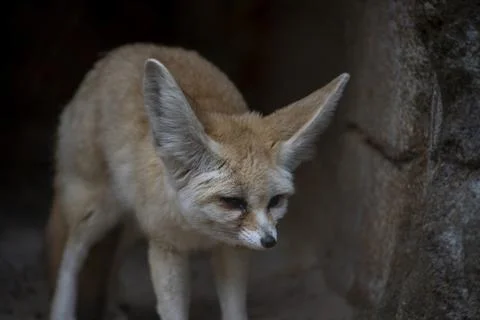 The Fennec Fox (Vulpes zerda). Stock Photos