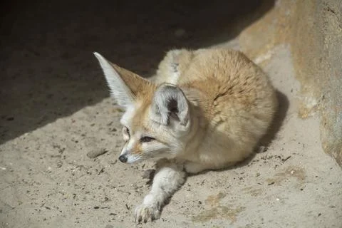 The Fennec Fox (Vulpes zerda). Stock Photos