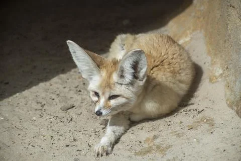 The Fennec Fox (Vulpes zerda). Stock Photos