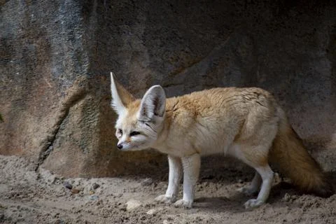 The Fennec Fox (Vulpes zerda). Stock Photos