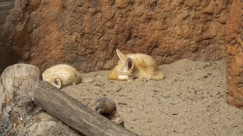 Fennec fox (Vulpes zerda) sleeping under the sun in early spring in the Stock Footage 126308972