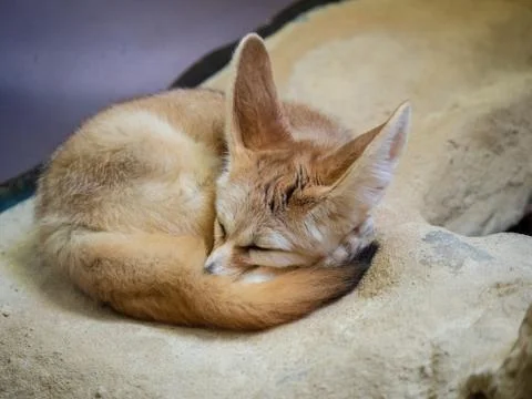 Fennec fox vulpes zerda sleeping peacefully in a curled up position Stock Photos