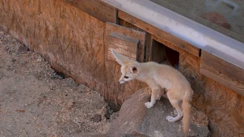 The fennec fox Vulpes zerda, small nocturnal fox with unusually large ears 4K Stock Footage 139608682