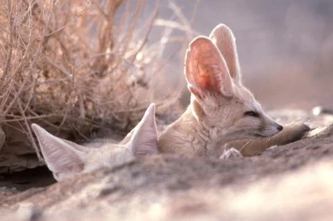 Fennec Fox Vulpes Zerda Small Sahara Desert Big Ear Animal Morocco Africa 05 Stock Photos