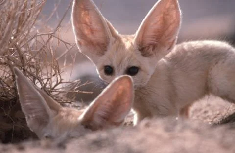 Fennec Fox Vulpes Zerda Small Sahara Desert Big Ear Animal Morocco Africa 10 Stock Photos