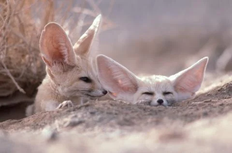 Fennec Fox Vulpes Zerda Small Sahara Desert Big Ear Animal Morocco Africa 16 Stock Photos