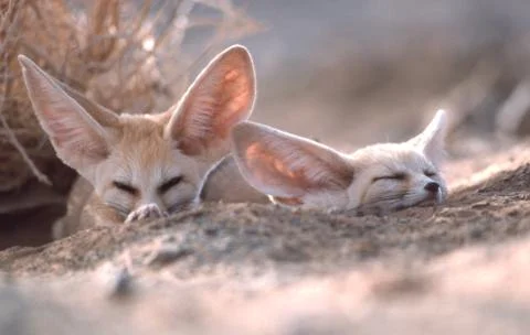 Fennec Fox Vulpes Zerda Small Sahara Desert Big Ear Animal Morocco Africa 31 Photos