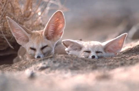 Fennec Fox Vulpes Zerda Small Sahara Desert Big Ear Animal Morocco Africa 32 Stock Photos
