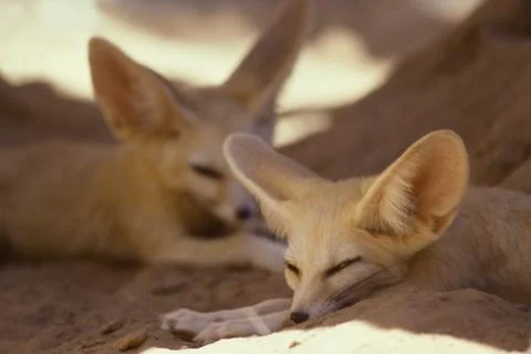 Fennec Fox Vulpes Zerda Small Sahara Desert Big Ear Animal Morocco Africa 38 Stock Photos
