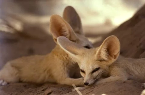 Fennec Fox Vulpes Zerda Small Sahara Desert Big Ear Animal Morocco Africa 40 Stock Photos