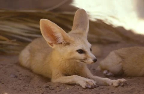 Fennec Fox Vulpes Zerda Small Sahara Desert Big Ear Animal Morocco Africa 57 Stock Photos