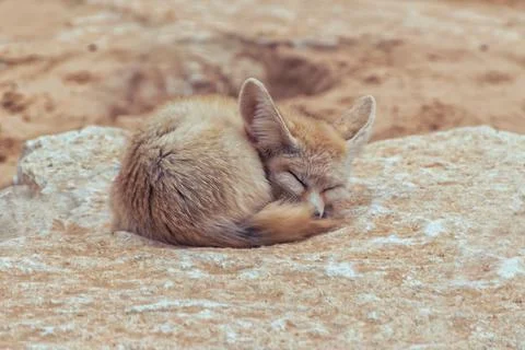 Fennec fox, Vulpes zerda, a small crepuscular fox native to the Sahara Desert Stock Photos