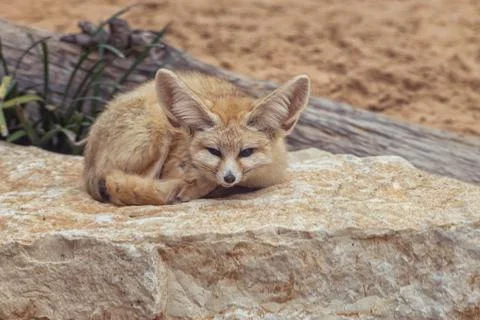 Fennec fox, Vulpes zerda, a small crepuscular fox native to the Sahara Desert Stock Photos