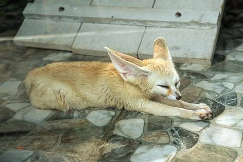 Fennec fox Vulpes zerda is small crepuscular fox native to the deserts of Nor Foto stock