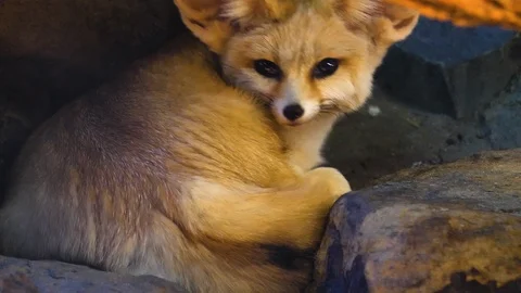 Fennec fox waking up Stock Footage 123049462