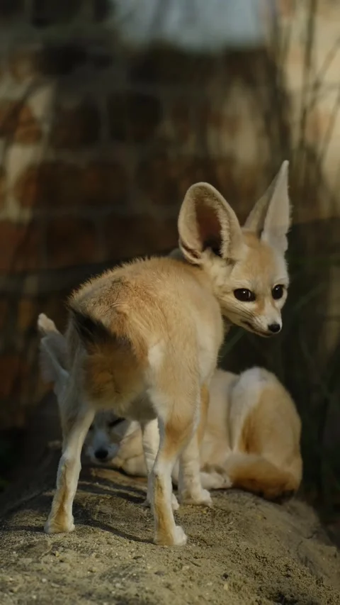 A fennec foxes carefully walk on a rock inside a zoo enclosure, showing natural Stock Footage 325740061