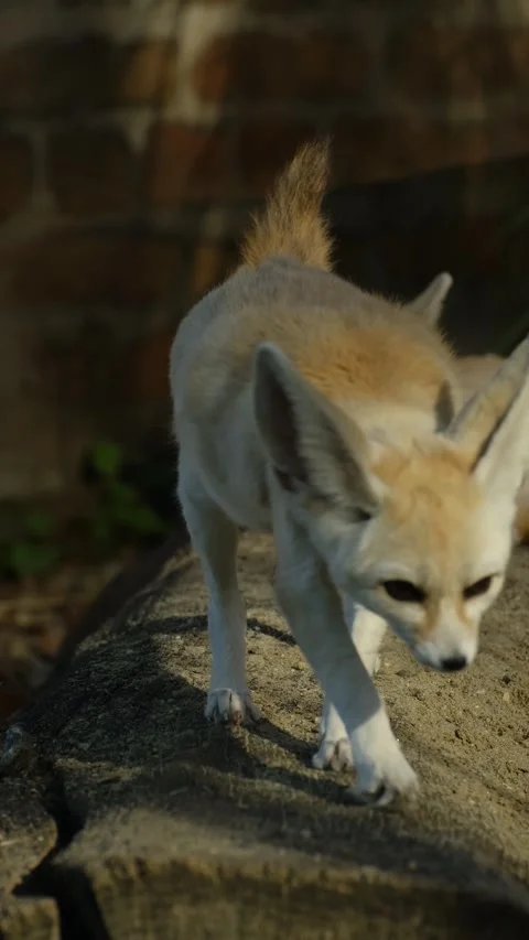 A fennec foxes carefully walk on a rock inside a zoo enclosure, showing natural Stock Footage 325740132