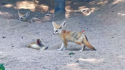 Fennec foxes resting and playing in the sand at the zoo Stock Footage 334824440