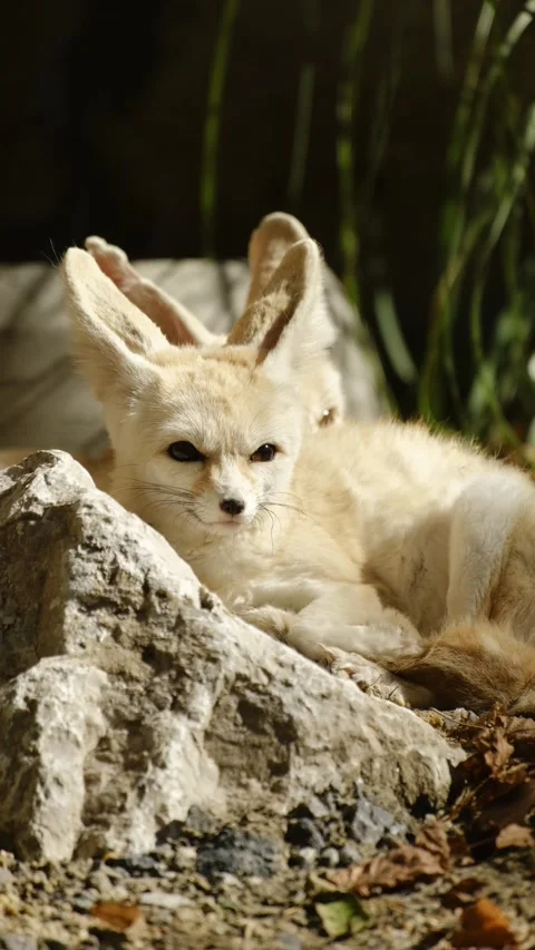 Fennec foxes rests on a rock in a zoo enclosure, warming in soft sunlight with Stock Footage 325741330