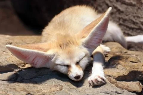 Fennec Stock Photos