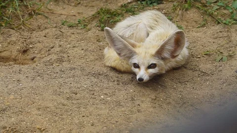 Fennec (Vulpes zerda), the smallest dog in the world, crouched  Stock Footage
