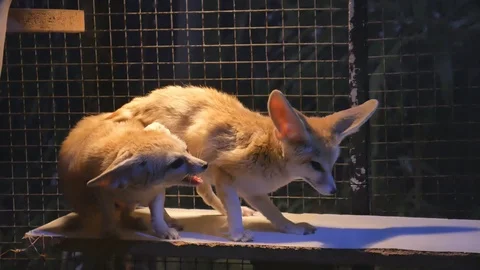 Fennecus zerda the smallest fox in the world Stock Footage 120353918